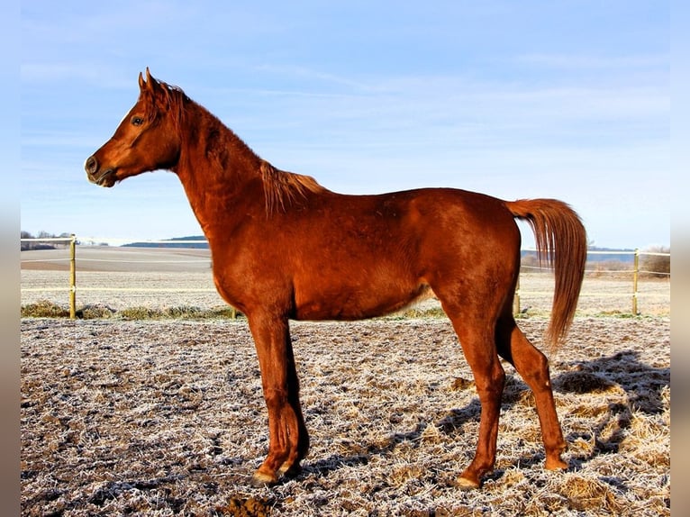 Pura Raza Árabe Caballo castrado 3 años 158 cm Alazán in Reutenbourg