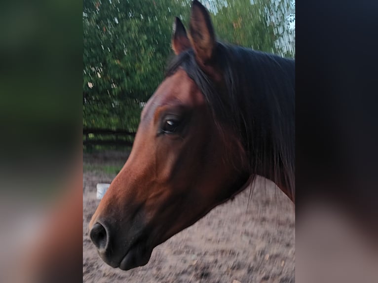 Pura Raza Árabe Caballo castrado 3 años 158 cm Castaño in Biebergemünd