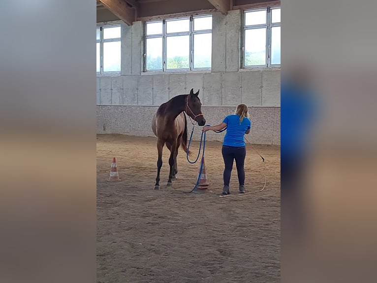 Pura Raza Árabe Caballo castrado 3 años in Igelschwang