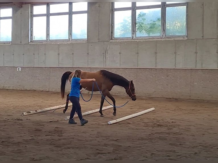 Pura Raza Árabe Caballo castrado 3 años in Igelschwang