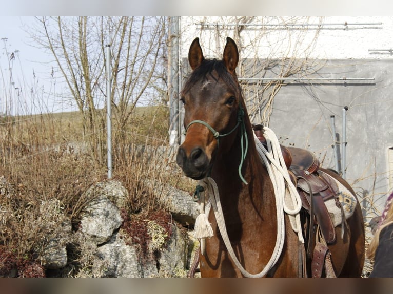 Pura Raza Árabe Caballo castrado 3 años in Wallsee