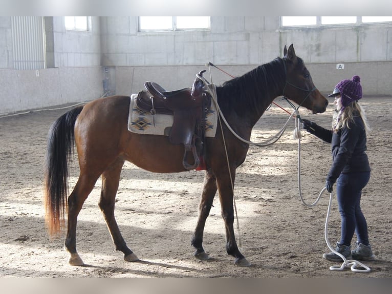 Pura Raza Árabe Caballo castrado 3 años in Wallsee