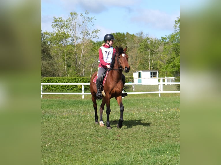 Pura Raza Árabe Caballo castrado 4 años 148 cm Castaño in Quetteville