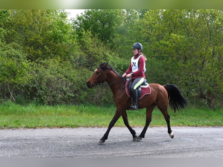 Pura Raza Árabe Caballo castrado 4 años 148 cm Castaño in Quetteville