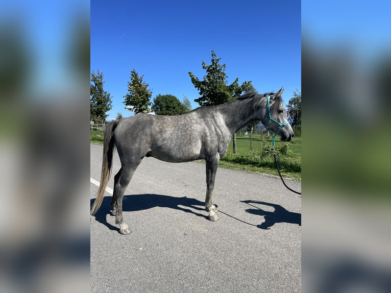 Pura Raza Árabe Caballo castrado 4 años 148 cm Tordo in Grgar