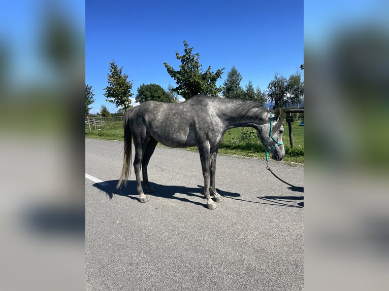 Pura Raza Árabe Caballo castrado 4 años 148 cm Tordo in Grgar
