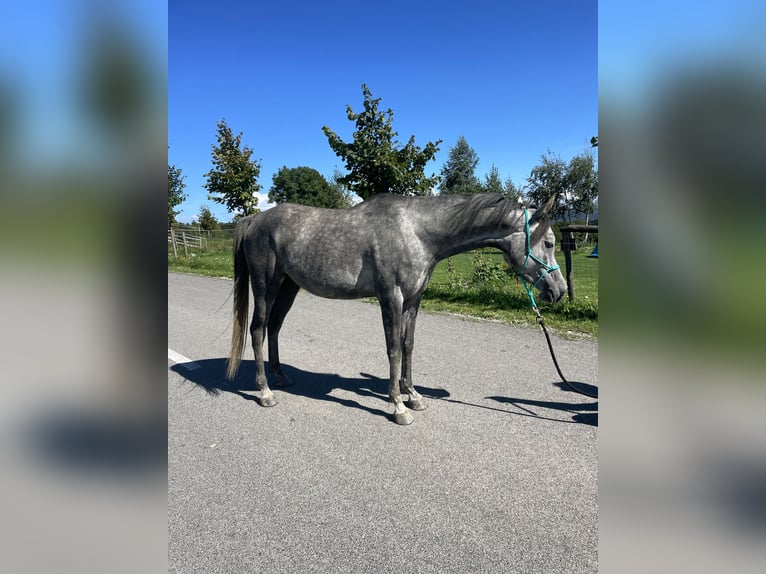 Pura Raza Árabe Caballo castrado 4 años 148 cm Tordo in Grgar