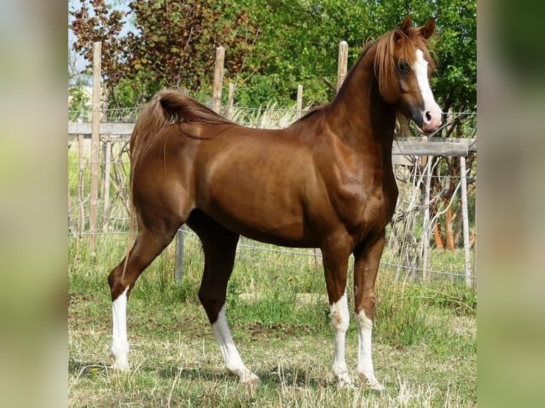 Pura Raza Árabe Caballo castrado 4 años 150 cm Alazán-tostado in Sulzbach am Main