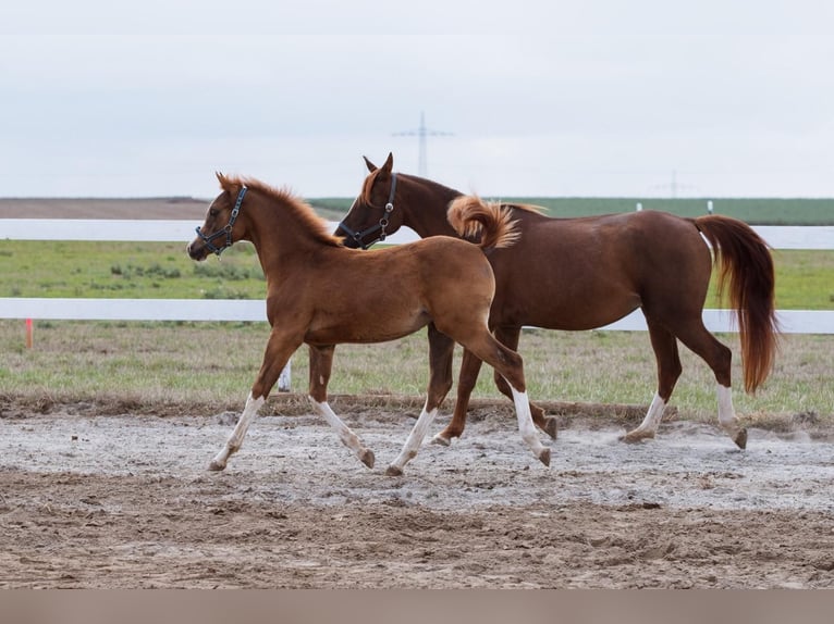 Pura Raza Árabe Caballo castrado 4 años 150 cm Alazán-tostado in Sulzbach am Main