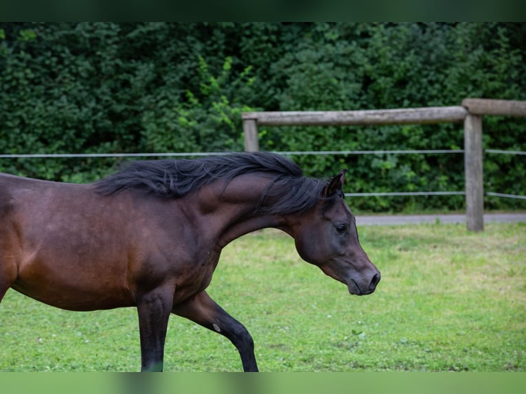 Pura Raza Árabe Caballo castrado 4 años 150 cm Castaño oscuro in Kirchanschöring