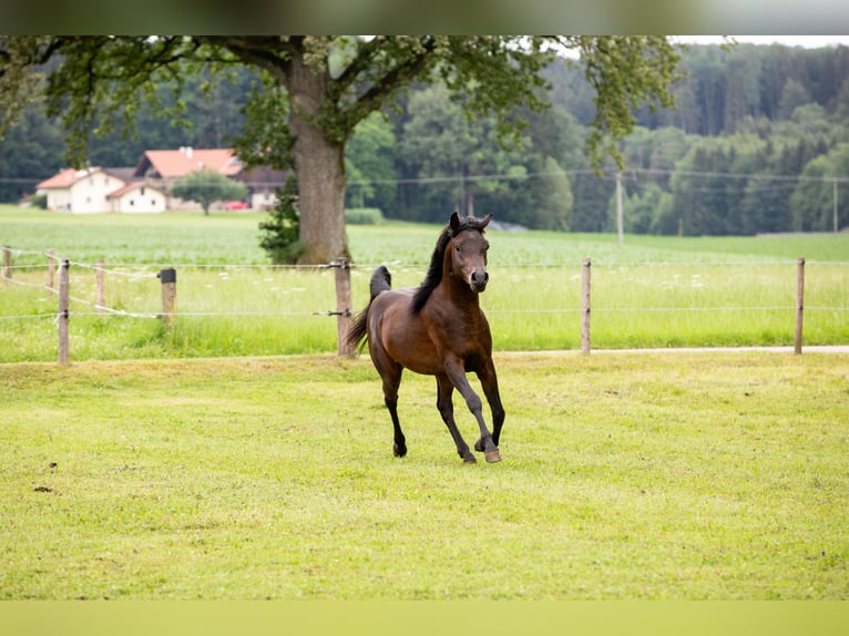 Pura Raza Árabe Caballo castrado 4 años 150 cm Castaño oscuro in Kirchanschöring