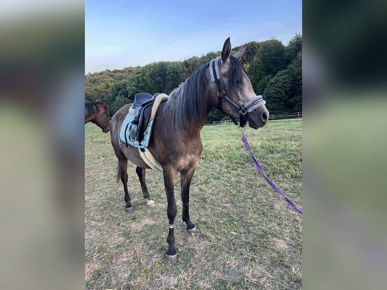 Pura Raza Árabe Caballo castrado 4 años 150 cm Tordo in Kozje