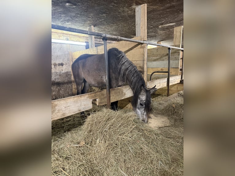Pura Raza Árabe Caballo castrado 4 años 150 cm Tordo in Kozje