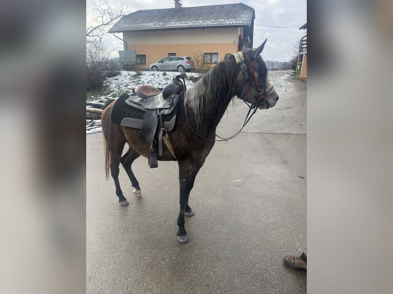 Pura Raza Árabe Caballo castrado 4 años 150 cm Tordo in Kozje