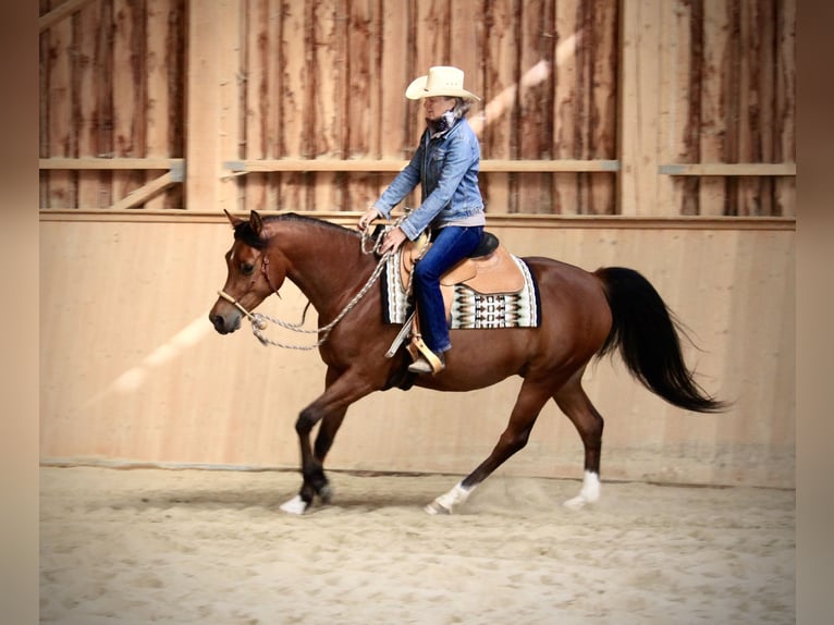 Pura Raza Árabe Caballo castrado 4 años 152 cm Castaño in Krumbach