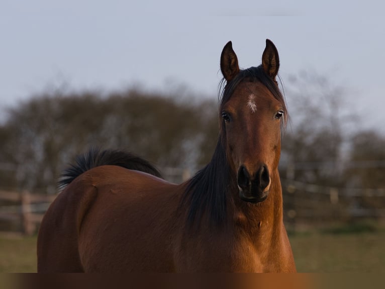 Pura Raza Árabe Caballo castrado 4 años 152 cm Castaño in Spiesen-Elversberg