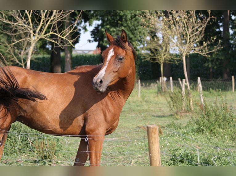 Pura Raza Árabe Caballo castrado 4 años 152 cm Castaño in Torhout