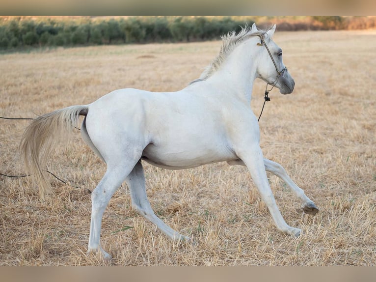 Pura Raza Árabe Caballo castrado 4 años 152 cm Tordo in Bonares