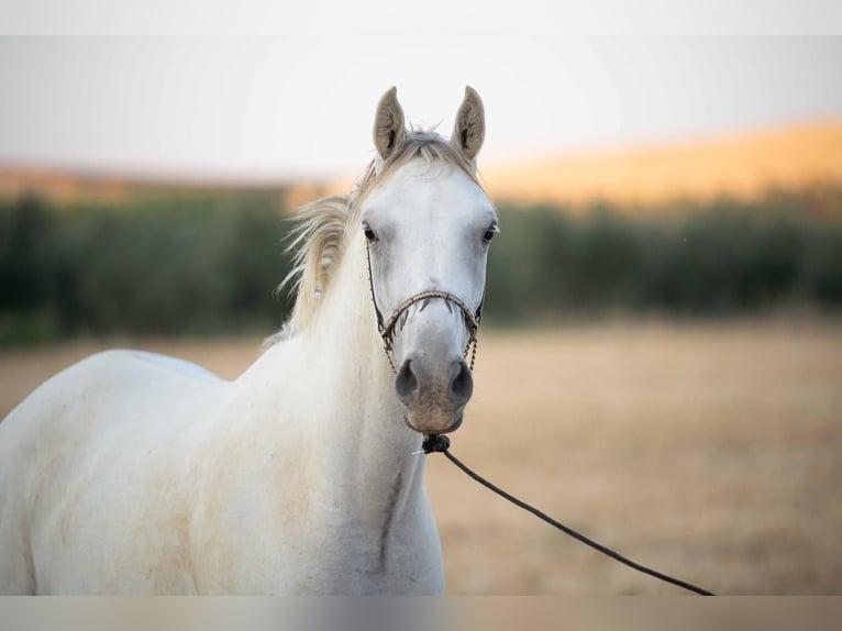 Pura Raza Árabe Caballo castrado 4 años 152 cm Tordo in Bonares