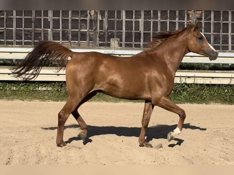 Pura Raza Árabe Caballo castrado 4 años 153 cm Alazán in Herzberg am Harz