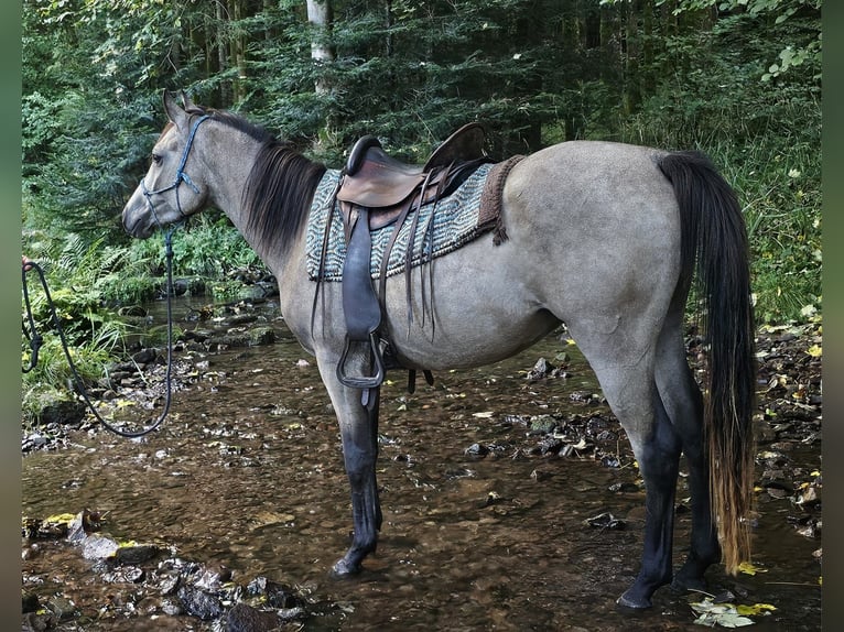 Pura Raza Árabe Caballo castrado 4 años 153 cm Buckskin/Bayo in Haiterbach