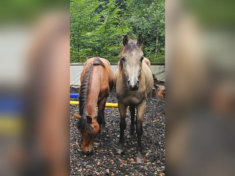 Pura Raza Árabe Caballo castrado 4 años 153 cm Buckskin/Bayo in Haiterbach