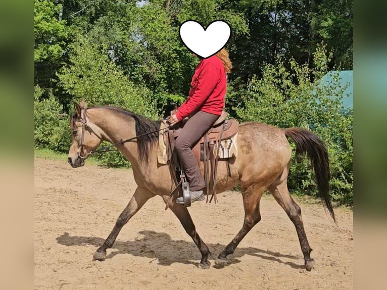 Pura Raza Árabe Caballo castrado 4 años 153 cm Buckskin/Bayo in Haiterbach