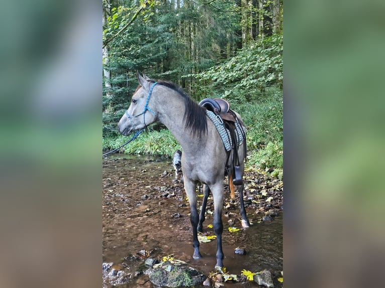 Pura Raza Árabe Caballo castrado 4 años 153 cm Buckskin/Bayo in Haiterbach
