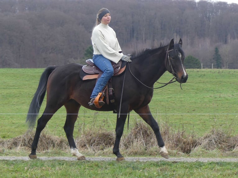 Pura Raza Árabe Caballo castrado 4 años 153 cm Castaño oscuro in Herzberg am Harz
