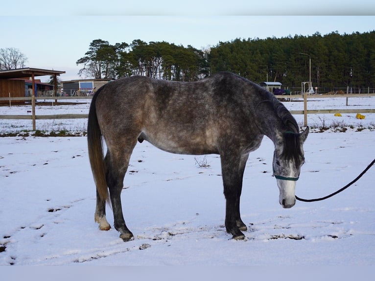 Pura Raza Árabe Caballo castrado 4 años 153 cm Tordo in Beelitz