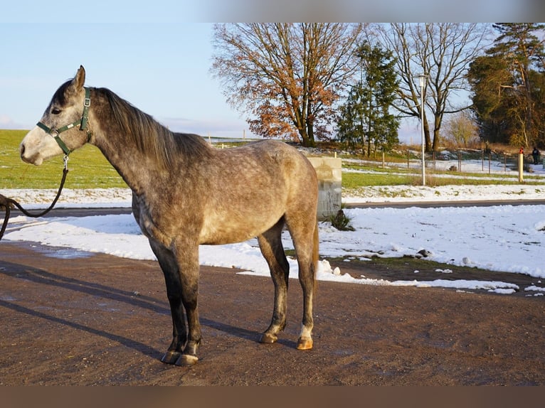 Pura Raza Árabe Caballo castrado 4 años 153 cm Tordo in Beelitz