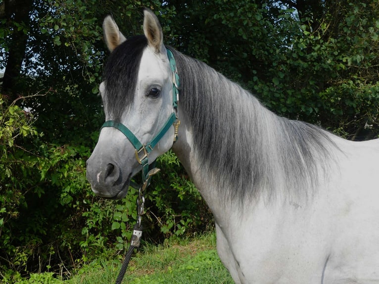 Pura Raza Árabe Caballo castrado 4 años 153 cm Tordo in Herzberg am Harz