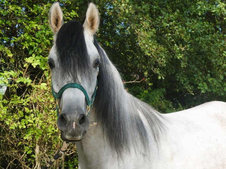 Pura Raza Árabe Caballo castrado 4 años 153 cm Tordo in Herzberg am Harz