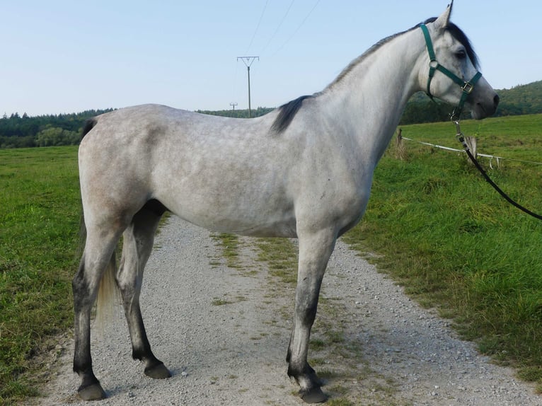 Pura Raza Árabe Caballo castrado 4 años 153 cm Tordo in Herzberg am Harz