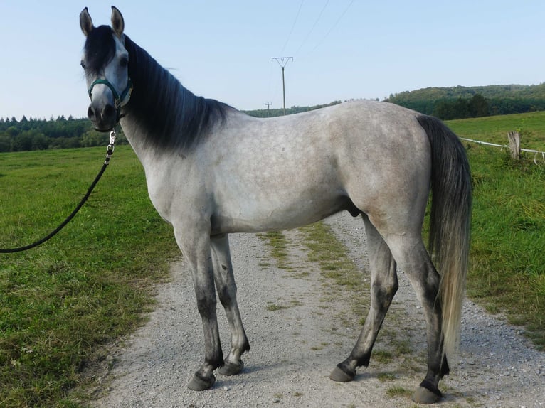 Pura Raza Árabe Caballo castrado 4 años 153 cm Tordo in Herzberg am Harz