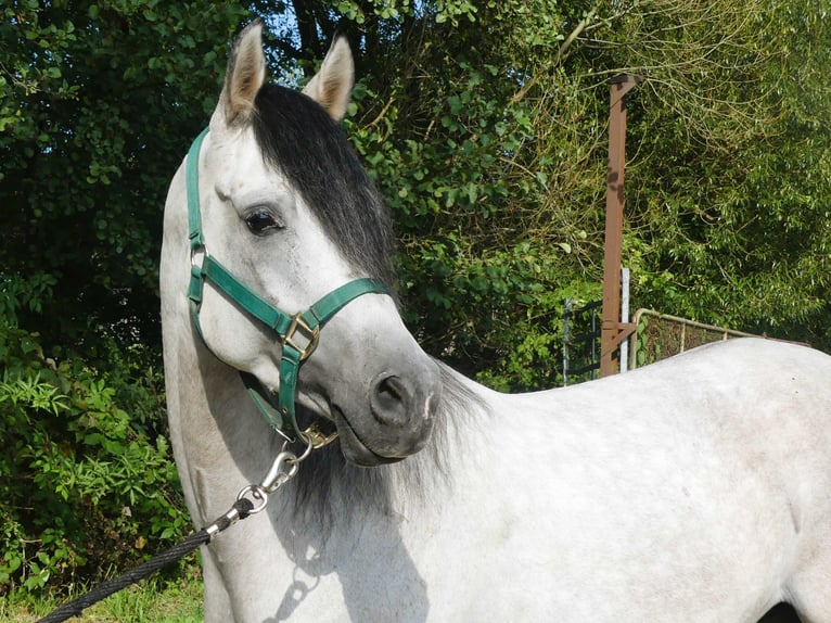 Pura Raza Árabe Caballo castrado 4 años 153 cm Tordo in Herzberg am Harz