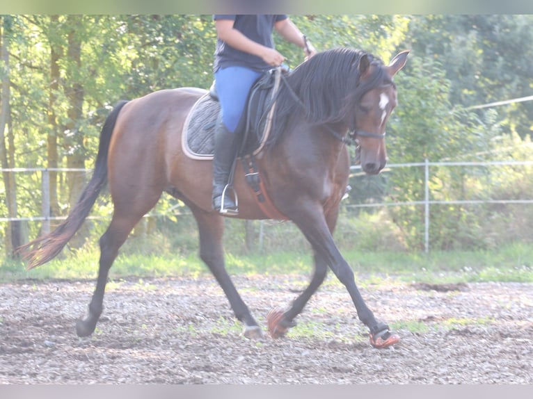 Pura Raza Árabe Caballo castrado 4 años 154 cm Castaño in Niederthalheim