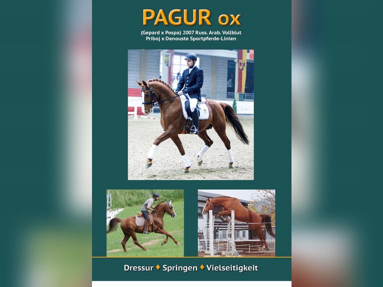 Pura Raza Árabe Caballo castrado 4 años 154 cm Castaño in Niederthalheim