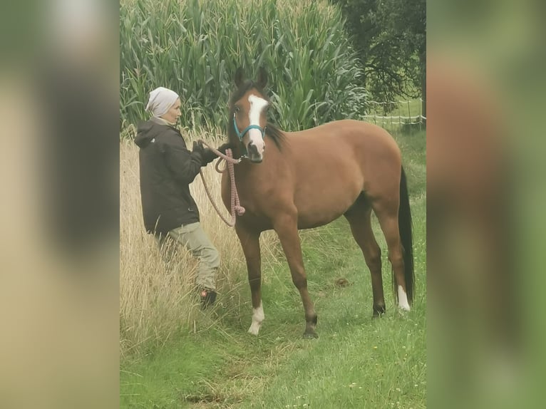 Pura Raza Árabe Caballo castrado 4 años 154 cm Castaño in Niederthalheim