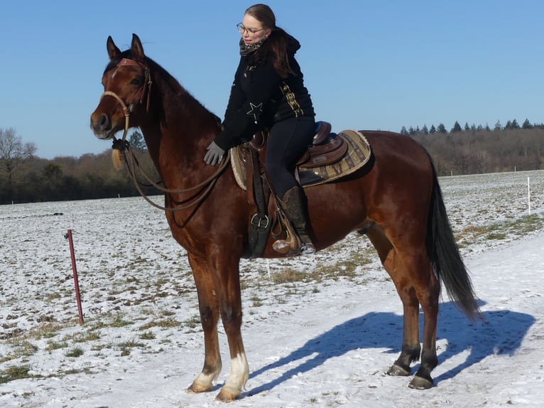 Pura Raza Árabe Caballo castrado 4 años 154 cm Castaño in Herzberg am Harz