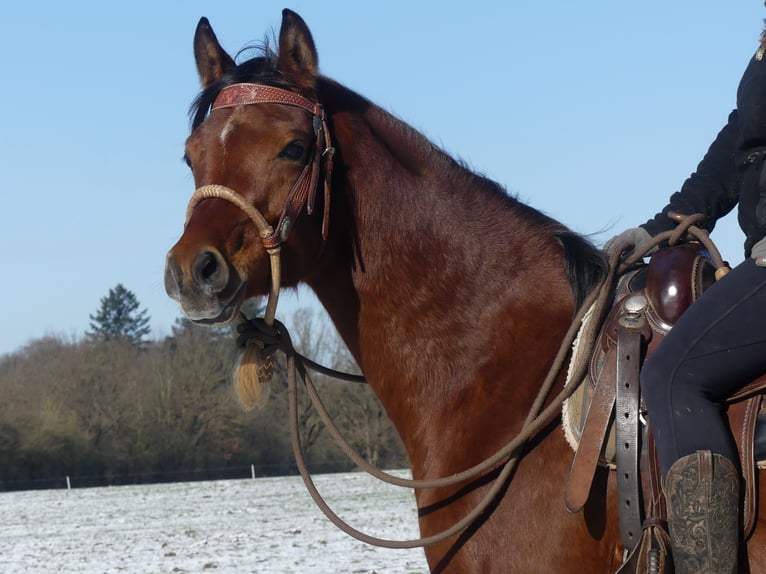 Pura Raza Árabe Caballo castrado 4 años 154 cm Castaño in Herzberg am Harz