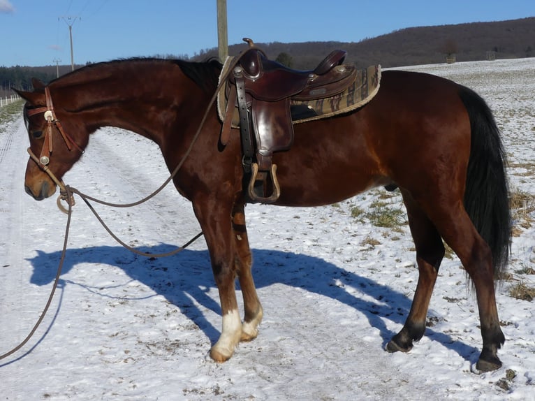 Pura Raza Árabe Caballo castrado 4 años 154 cm Castaño in Herzberg am Harz