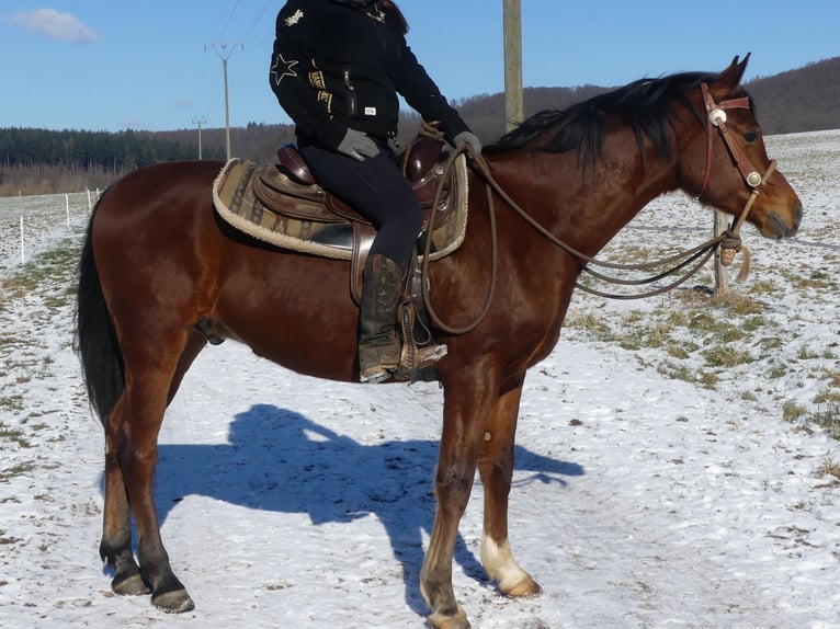 Pura Raza Árabe Caballo castrado 4 años 154 cm Castaño in Herzberg am Harz