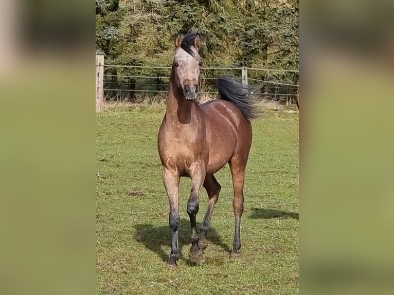 Pura Raza Árabe Caballo castrado 4 años 154 cm Tordo in Hürm