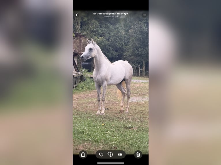 Pura Raza Árabe Caballo castrado 4 años 154 cm Tordo in El Bosque