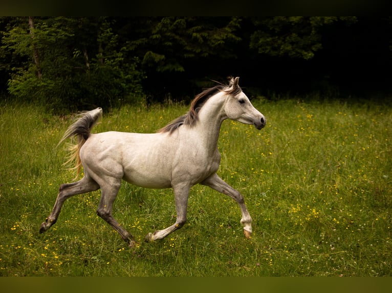 Pura Raza Árabe Caballo castrado 4 años 154 cm Tordo in Amtzell