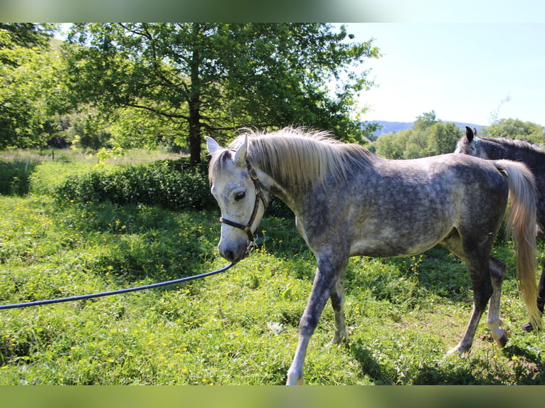 Pura Raza Árabe Caballo castrado 4 años 154 cm Tordo in Veldenz