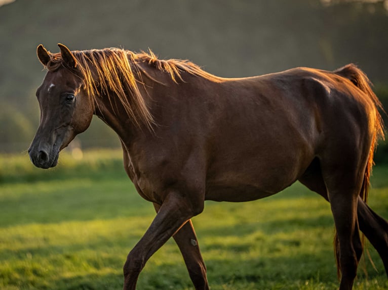 Pura Raza Árabe Caballo castrado 4 años 155 cm Alazán in Herzberg am Harz