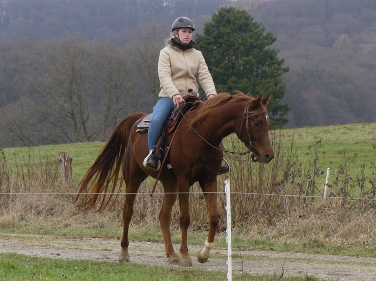 Pura Raza Árabe Caballo castrado 4 años 155 cm Alazán in Herzberg am Harz