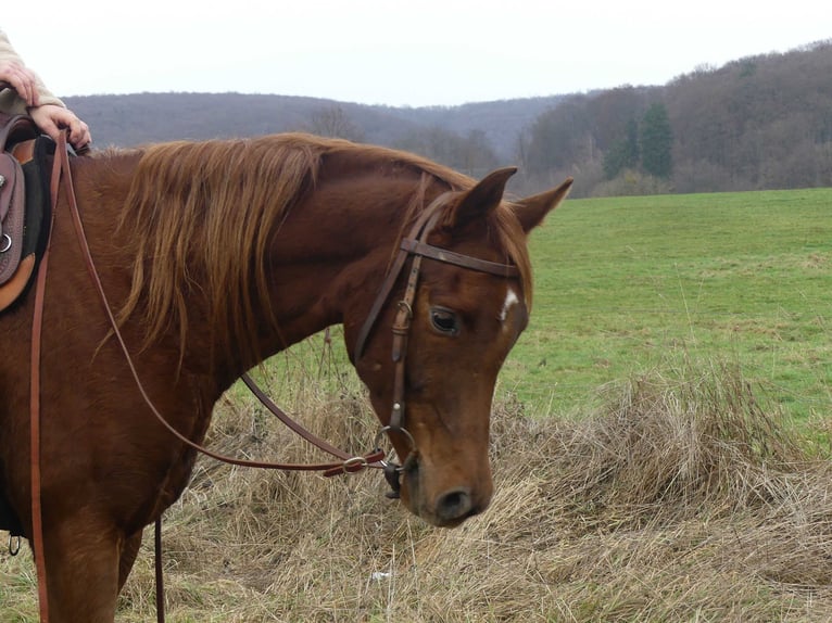 Pura Raza Árabe Caballo castrado 4 años 155 cm Alazán in Herzberg am Harz
